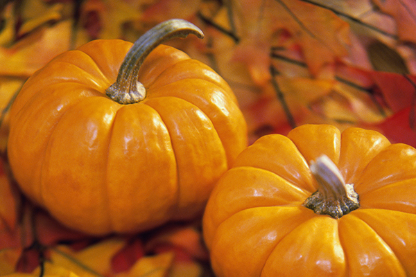 content_pumpkin1